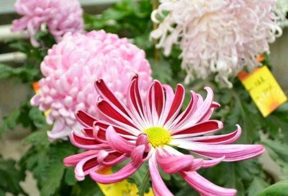 菊花有哪些种类（盘点八种常见的菊花品种）