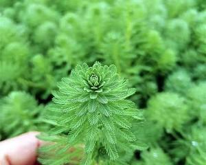 小龙虾怎么养殖产量高（小龙虾的种植方法及条件）