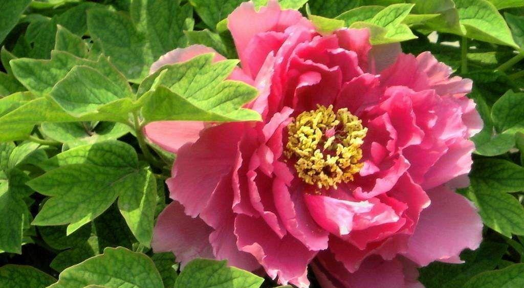 牡丹花怎么养才能旺盛（牡丹的栽培技术要点）