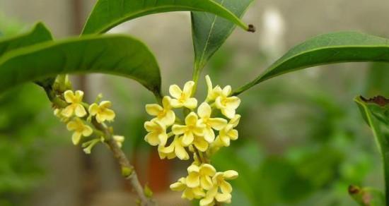 桂花是什么季节开的（有关桂花的花期简介）