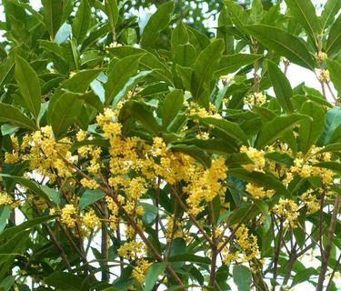 桂花是什么季节开的（有关桂花的花期简介）