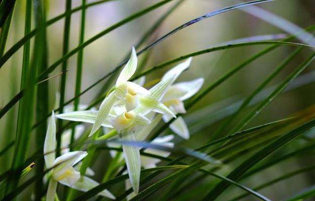 兰花什么季节开（兰花盛开的季节）