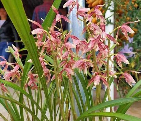 兰花什么季节开（兰花盛开的季节）