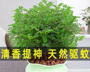 驱蚊草怎么养殖（驱蚊草的栽培技术要点）