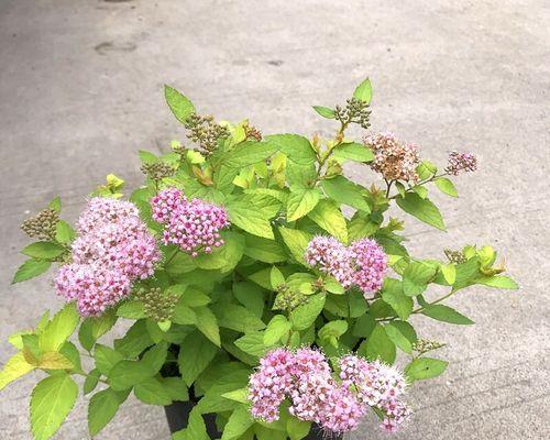 金焰绣线菊几月开花（有关金焰绣线菊花期）