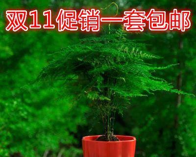 文竹怎样栽培（详解文竹的养护与管理）