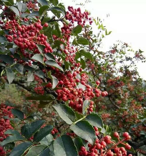 花椒如何种植（花椒种植技术与管理）