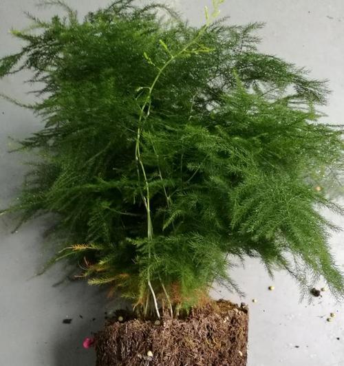 盆栽文竹叶子发黄怎么挽救（解决文竹黄叶简单方法讲解）