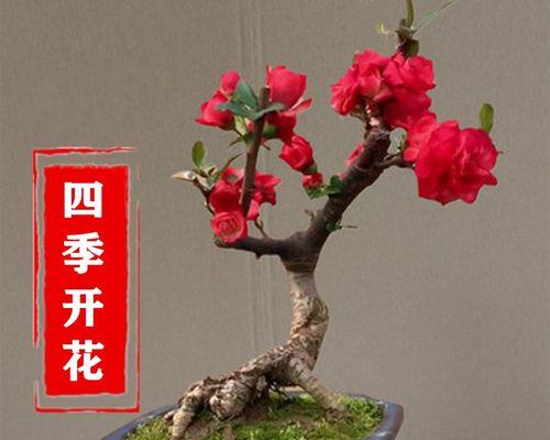 四季海棠种子怎么种（四季海棠种植方法及养护）