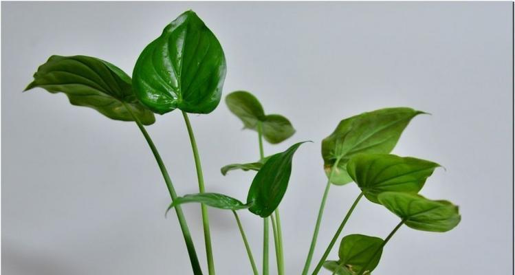 绿叶植物怎么养更绿（详解绿植养护知识）