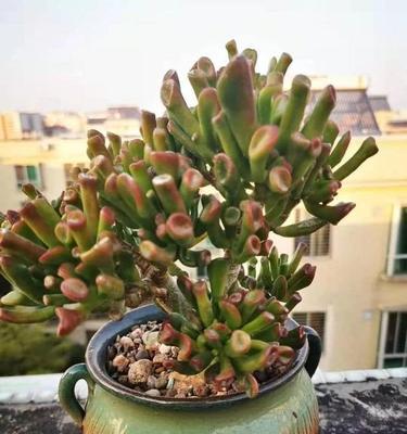 吸财树如何养护（吸财树的养护与管理）