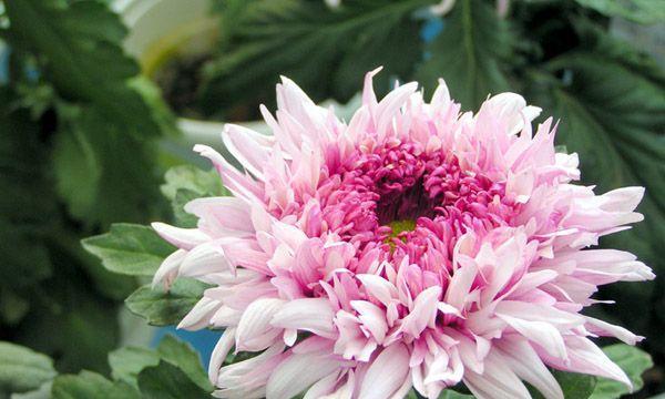 中国十大名花有哪些（常见花卉介绍）