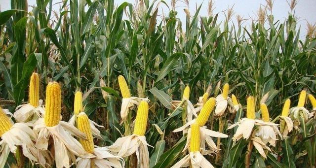 玉米怎样种植才能高产（玉米栽培技术要点）