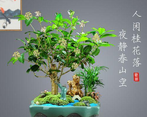 怎样养好桂花树（桂花树的种植方法及养护）