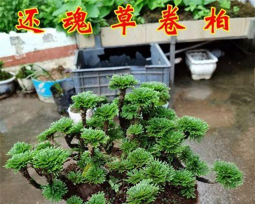 卷柏是什么植物类别（关于卷柏的特点介绍）