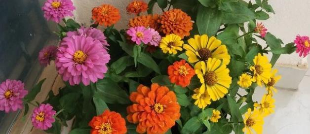 午时花什么时候开（有关午时花的花期介绍）