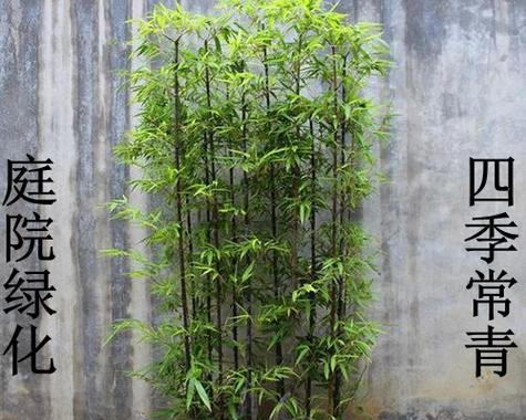 最适合庭院种植的竹子有哪些（最常见的竹子品种介绍）