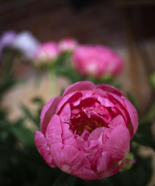 芍药品种介绍及图片（了解芍药品种大全）