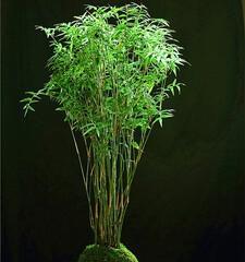 盆景竹子的种类有哪些（盘点十大常见的盆景竹）
