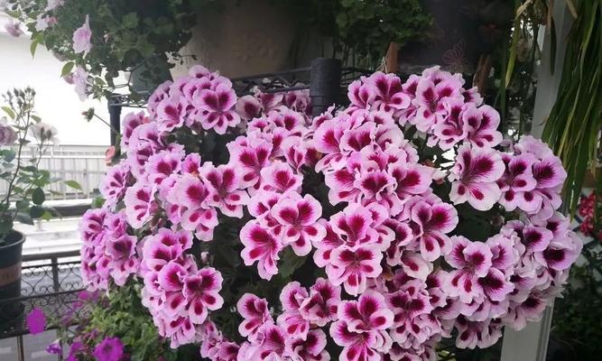 石腊红怎么养（盆栽石蜡的养护要点）