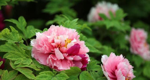 牡丹花开几月份（有关牡丹花观赏时间）