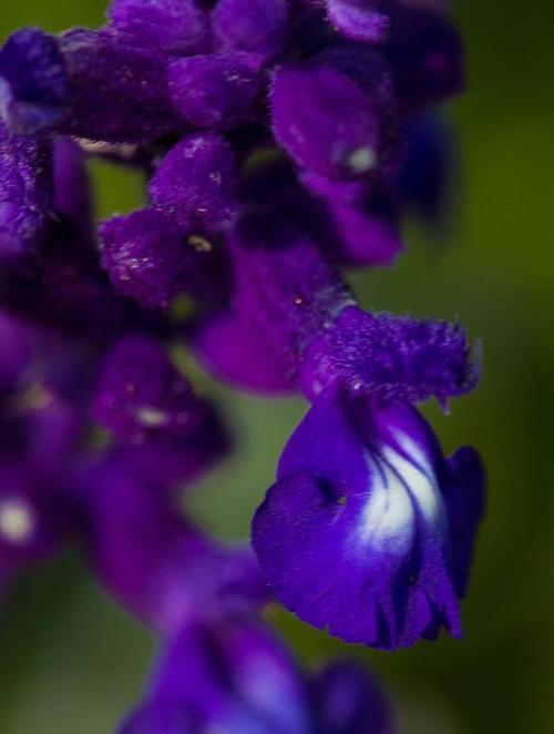 蓝色的花朵有哪些（最罕见的蓝色花大全）