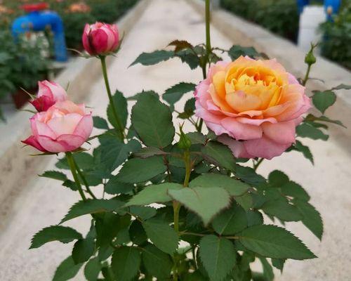 玫瑰花鲜花怎么养时间比较久（描述玫瑰的养护技巧）
