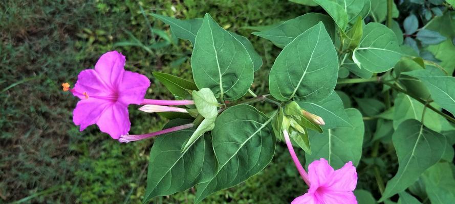 紫茉莉长什么样（紫茉莉图片和介绍）