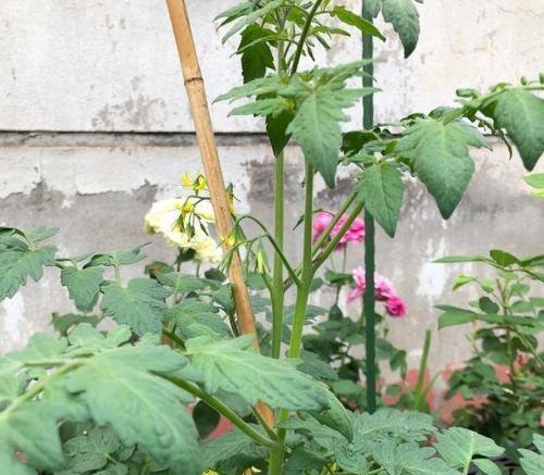 西红柿种植技术与管理（教你番茄的栽培窍门）