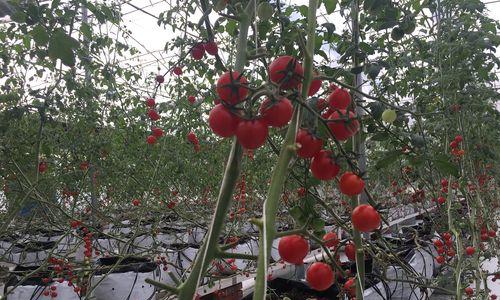 西红柿种植技术与管理（教你番茄的栽培窍门）