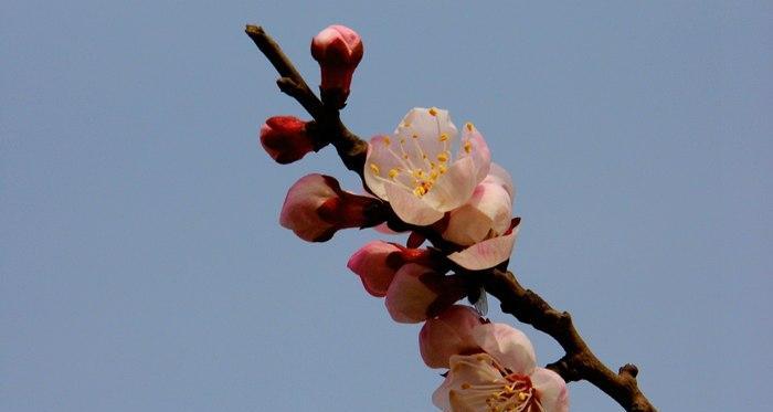 杏花几月开放（杏花的开放季节和美丽景色）