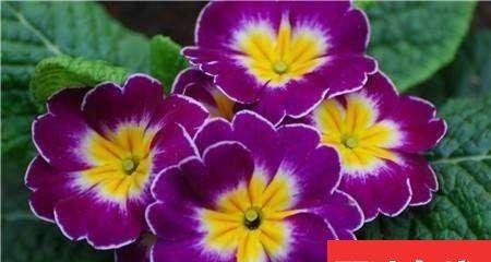 十大最毒的花是什么花（常见有毒的花介绍）