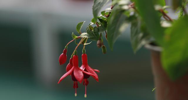 灯笼花哪个品种好看（灯笼花品种图片大全）