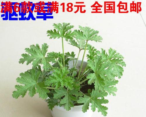 驱蚊草要怎么养护（驱蚊草养殖方法及注意事项）