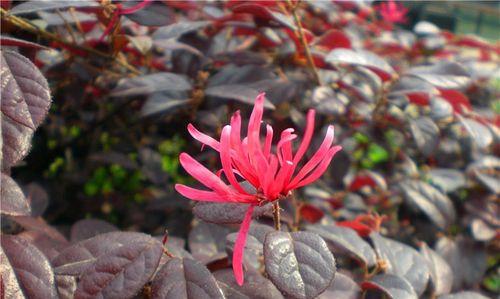 红花荀子的简介资料（养护红花荀子的注意事项）