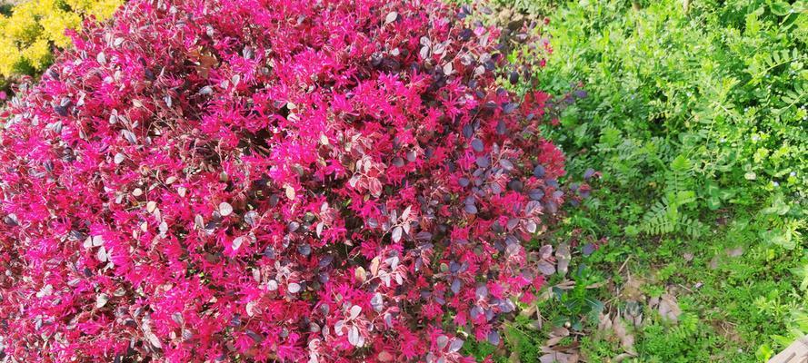 红花荀子的简介资料（养护红花荀子的注意事项）