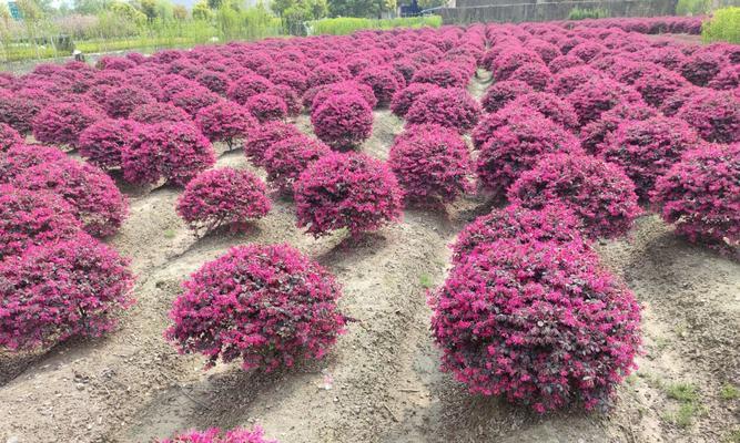 红花荀子的简介资料（养护红花荀子的注意事项）