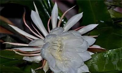昙花什么时候开放时间（有关昙花开放季节）