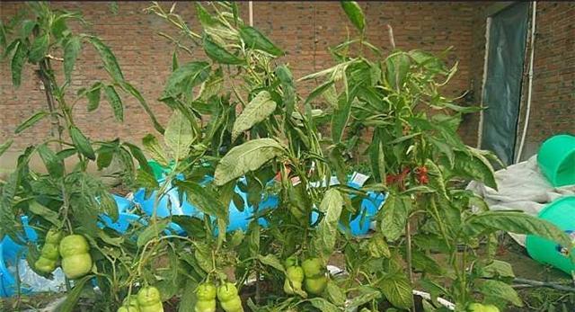 人参果种子怎么种植才会发芽（有关人参果种子养护方法）
