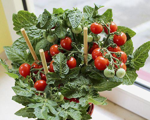 小番茄盆栽如何种植（室内小番茄种植技术）