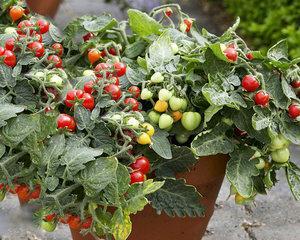 小番茄盆栽如何种植（室内小番茄种植技术）