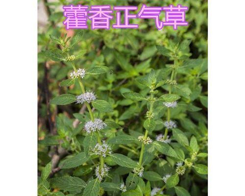 小茴香什么时候播种（小茴香播种时间和方法）