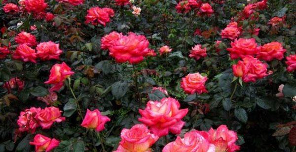 月季花种植方法和时间（了解月季的栽培方法）