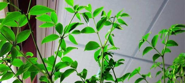 幸福树怎样扦插繁殖（幸福树的栽培技术要点）