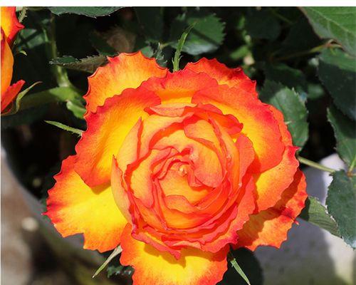 玫瑰花插枝种植方法和技巧（描述玫瑰花的养护窍门）
