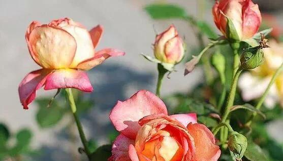 玫瑰花插枝种植方法和技巧（描述玫瑰花的养护窍门）