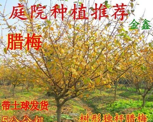 腊梅种子几月播种（腊梅种子种植方法和时间）