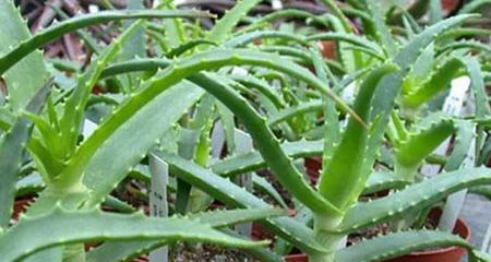 芦荟种植方法与管理（芦荟养殖方法介绍）