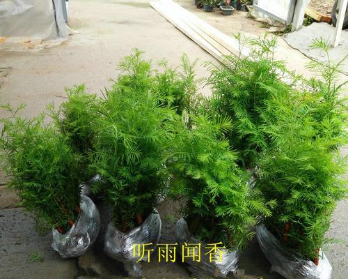 水杉盆栽怎么养（水杉的养殖方法和注意事项）