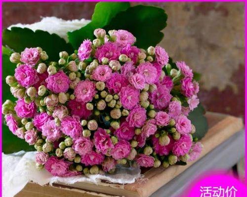 什么花养还四季开花（四季开花好养的花介绍）